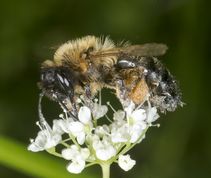 Rødbrystet jordbi - Andrena clarkella