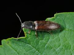 Athous haemorrhoidalis - Click beetle