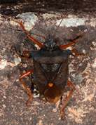 Pentatoma rufipes - Forest bug