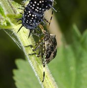 Spiked shieldbug attacks larvae from European peacock