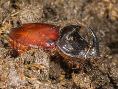 European Rhinoceros Beetle