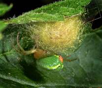 Araniella cucurbitina - Cucumber green spider