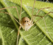 Forårsmejer - Platybunus triangularis