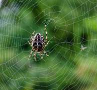 Araneus diadematus - cross spider