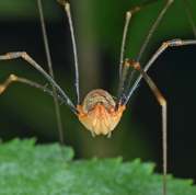 Opilio canestrinii - harvestmen