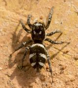 Almindelig zebraedderkop - Salticus scenicus