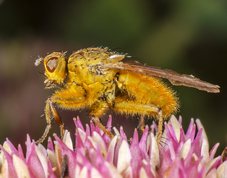 Yellow Dung Fly