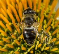 Drone fly, female