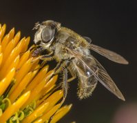 Drone fly, female