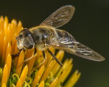Drone fly, female