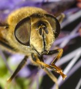Drone fly, female
