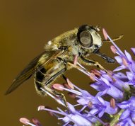 Drone fly, female