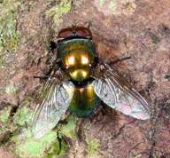 Lucilia caesar - Common greenbottle fly