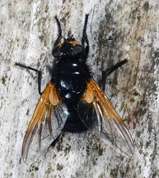 Mesembrina meridiana - Noon fly