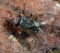 Fannia canicularis - Lesser house fly