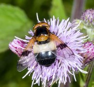Hoverfly - Volucella pellucens - Pellucid fly