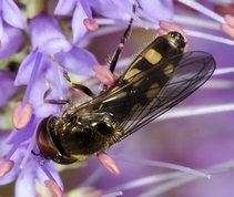 Chequered Hoverfly