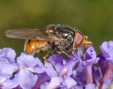 Common Snout-hoverfly - Rhingia campestris