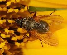Muscina stabulans - False Stable Fly