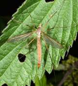 Tipula sp. - Large crane flies