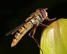 Episyrphus balteatus - Marmalade hoverfly