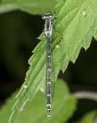 Enallagma cyathigerum - Common Blue Damselfly female