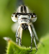 Common Blue Damselfly female