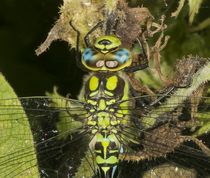 Blå mosaikguldsmed - Aeshna cyanea