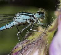 Hesteskovandnymfe - Coenagrion puella