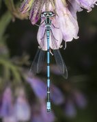 Hesteskovandnymfe - Coenagrion puella