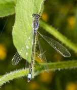 Stor farvevandnymfe - Ischnura elegans
