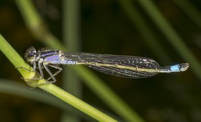 Stor farvevandnymfe - Ischnura elegans