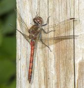 Blodrød hedelibel - Sympetrum sanguineum