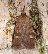 Helotropha leucostigma - Crescent moth