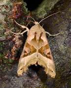 Phlogophora meticulosa - Angle Shades