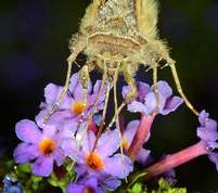 Autographa gamma - Silver Y