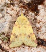 Xanthia icteritia - Sallow