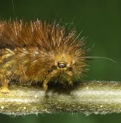 Buff Ermine caterpillar