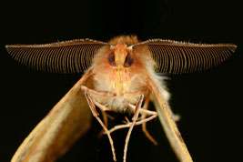 Colotois pennaria - Feathered Thorn