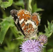 Map butterfly 2. generation