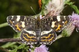 Map butterfly 2. generation
