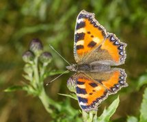 Small tortoiseshell