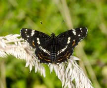 Map butterfly 2. generation