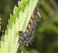 Map butterfly larvae