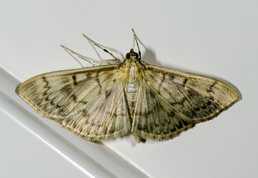 Perlemor halvmøl