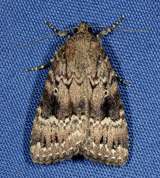 Amphipyra pyramidea - Copper Underwing