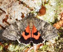Catocala nupta - Red Underwing