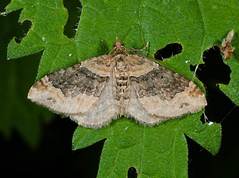 Xanthorhoe ferrugata - Dark-barred Twin-spot Carpet