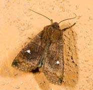 Eupsilia transversa - Satellite moth