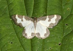 Sortrandet måler - Lomaspilis marginata